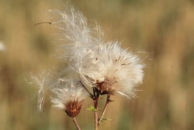 Close-up of wilted dandelion