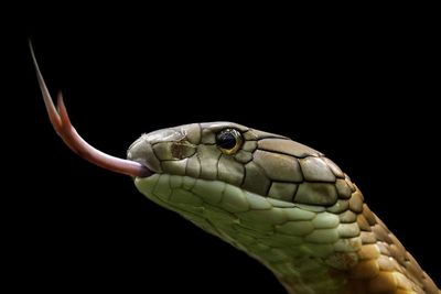 Close-up of snake against black background