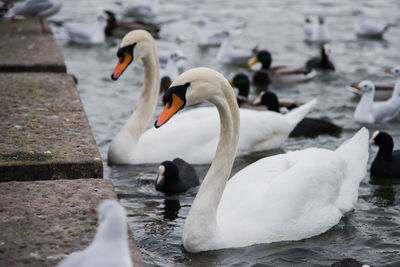 Close-up of swans swimming on lake