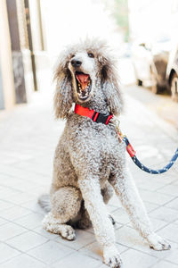 Portrait of sitting poodle opening his mouth in the city