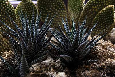 Close-up of dead plant