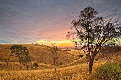 Setting sun over wheat fields in the rolling hills of south australia