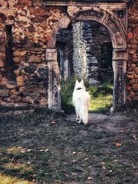 View of a dog in front of built structure