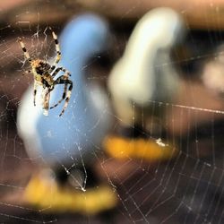 Close-up of spider web