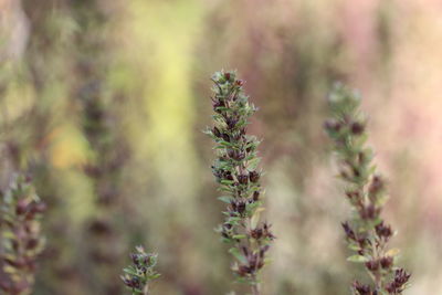 Close-up of flowering plant on field