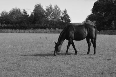 Horse standing in a field