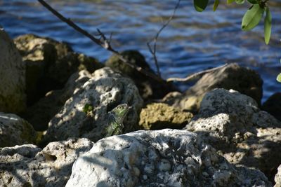 Close-up of rocks in sea