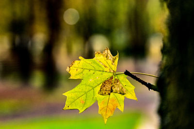 Close-up of yellow maple leaves against blurred background