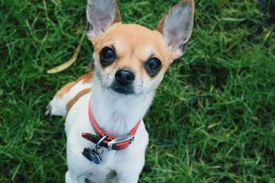 Close-up portrait of dog