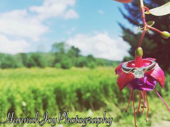 Close-up of flower blooming in field