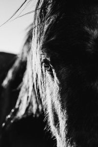 Close-up of a horse