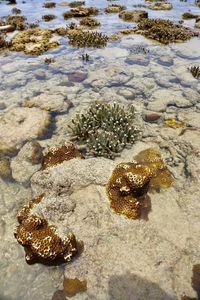 Close-up of crab on rock at beach