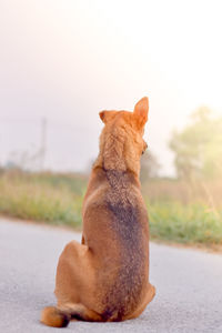 View of a cat sitting on road