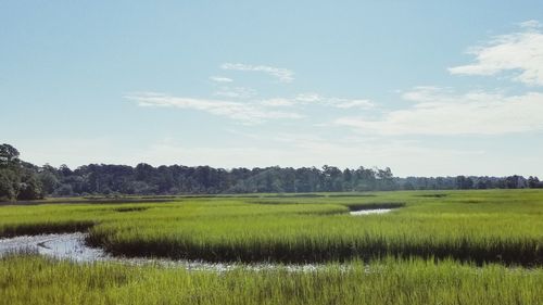 Scenic view of field against sky