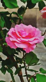 Close-up of pink rose