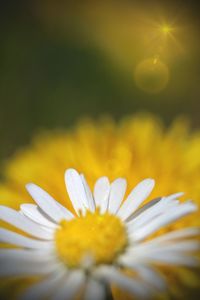 Close-up of yellow flower