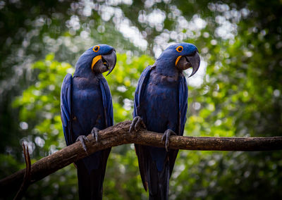 Birds perching on a branch