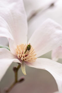 Close-up of white flower