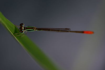 Close-up of insect on leaf