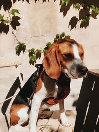 High angle view of dog looking away