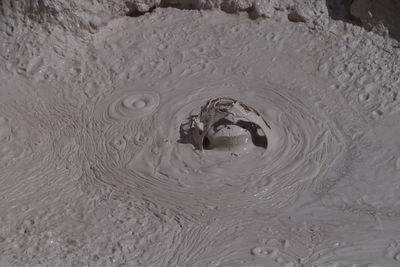 Close-up of turtle in water