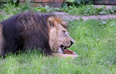 Majestic lion eating meat on grassy field at chester zoo