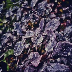 Close-up of raindrops on leaves during winter