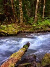 Stream flowing through rocks in forest