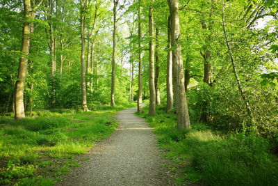 Road amidst trees in forest