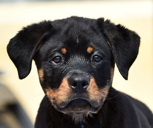 Close-up portrait of black dog