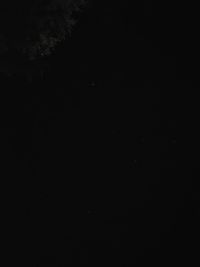 Low angle view of tree against sky at night