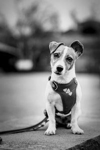 Tsunami the jack russell terrier dog sitting on a stone wall by the road while on an urban walk