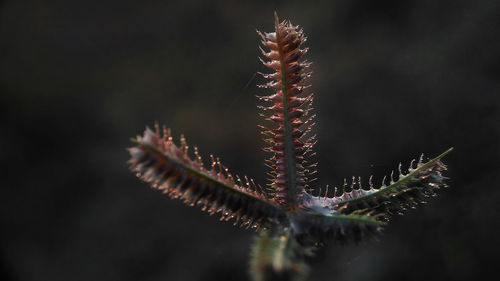 Close-up of plant