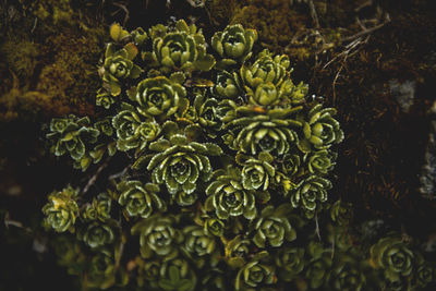 Close-up of plants against blurred background