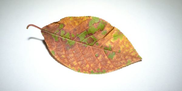 Close-up of leaves over white background