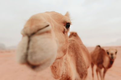 Wild fluffy camels standing on dry sandy ground in sandstone valley in wadi rum and looking at camera