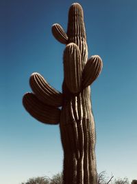 Low angle view of succulent plant against clear blue sky