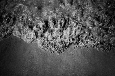 Close-up of jellyfish on beach