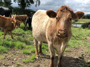 Cows standing in field