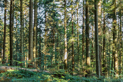 View of trees in forest