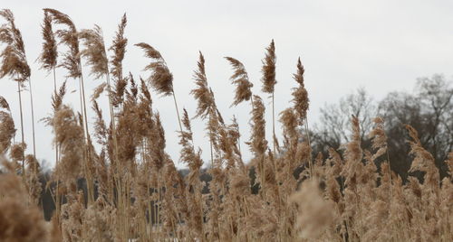 Close-up of plants on field against sky