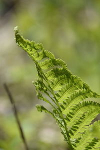 Close-up of fern leaves