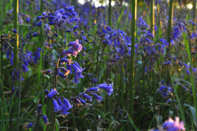 Close-up of lavender flowers blooming outdoors