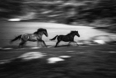 Blurred motion of horses running on field