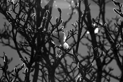 Close-up of flower tree