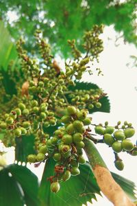 Close-up of fruits on tree