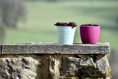 Close-up of potted plant