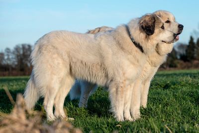 View of a dog on field