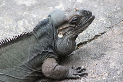 Close-up of rhinoceros iguana lizard on rock