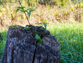 Close-up of leaf on tree trunk